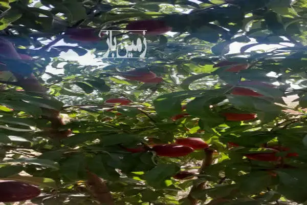 زمین ۳۶۰۰ متر با مجوز گلخانه کامیاران روستای خانم آباد - تصویر 3