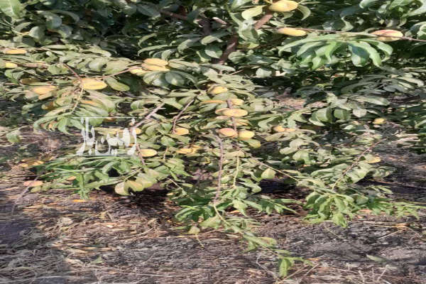 زمین ۳۶۰۰ متر با مجوز گلخانه کامیاران روستای خانم آباد-4