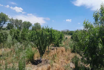 زمین ۳۶۰۰ متر با مجوز گلخانه کامیاران روستای خانم آباد