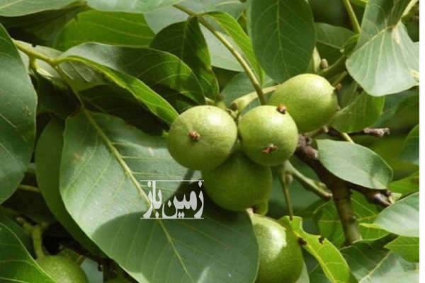 باغ گردو در روستای ازناب ابهر ۱۴۰۰ متر-1