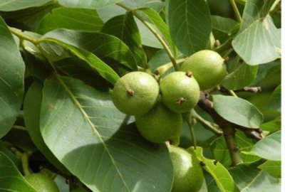 باغ گردو در روستای ازناب ابهر ۱۴۰۰ متر