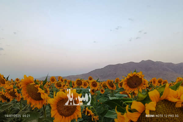 زمین کشاورزی جاده سلماس نوشین شهر روستای وقاصلوی-1