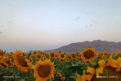 زمین کشاورزی جاده سلماس نوشین شهر روستای وقاصلوی