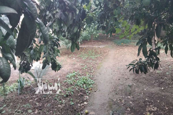 زمین و خانه باغ ویلایی ۶۲۴ متر-4