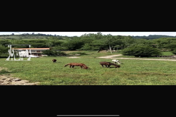 زمین ۵۰۰ متری در جاده ساری کیاسر روستای سادات محله-1