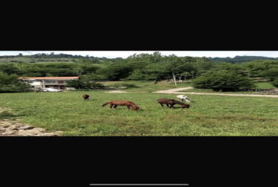 زمین ۵۰۰ متری در جاده ساری کیاسر روستای سادات محله