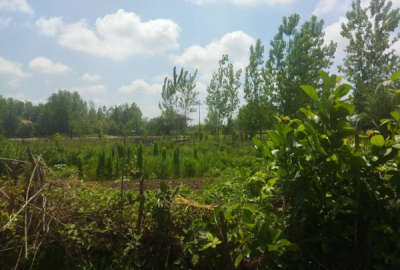 یک قطعه زمین در ماسال روستای وردوم ۴۲۶ متر
