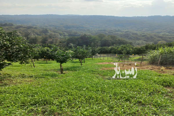 زمین کشاورزی روستای گل افشان ۴۰۰۰ متر-3