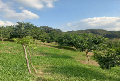 زمین کشاورزی روستای گل افشان ۴۰۰۰ متر