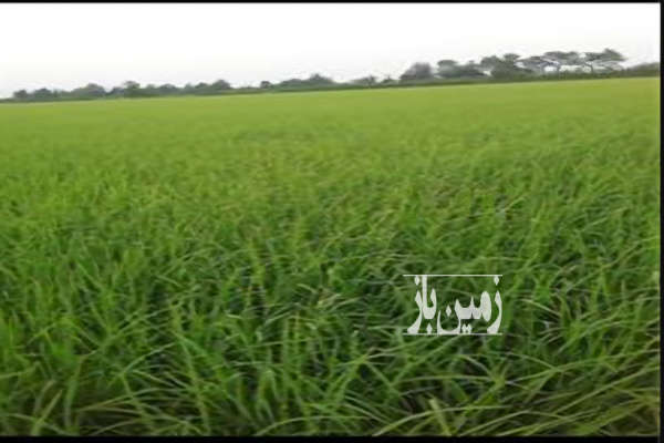 زمین کشاورزی روستای رودپشت رضوانشهر ۵۰۰۰ متر-1