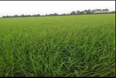 زمین کشاورزی روستای رودپشت رضوانشهر ۵۰۰۰ متر