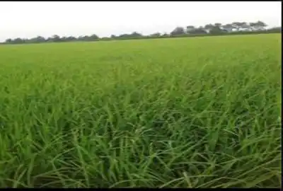 زمین کشاورزی روستای رودپشت رضوانشهر ۵۰۰۰ متر