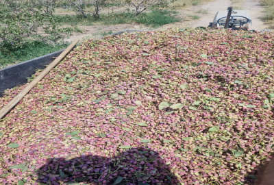 باغ پسته و زمین زراعی همراه با ۲۵ حبه آب ۵۰۰۰۰ متر