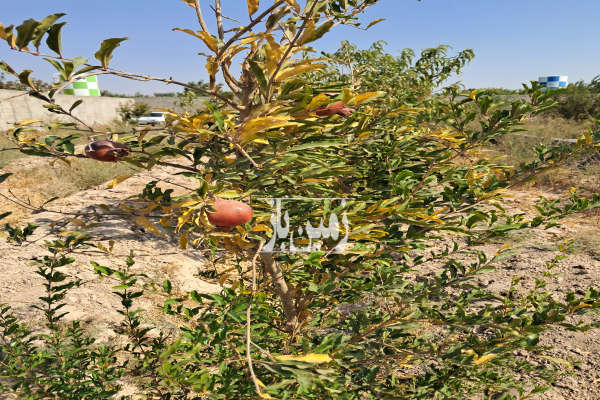 زمین دارای نهال های میوه ۵ تا ۸ سال اتوبان ساوه ۵۰۰ متر-1