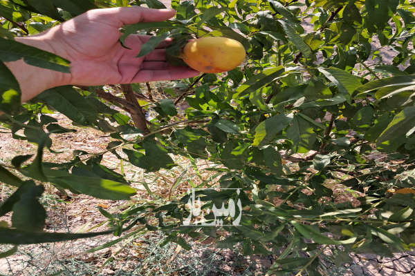 زمین دارای نهال های میوه ۵ تا ۸ سال اتوبان ساوه ۵۰۰ متر-2