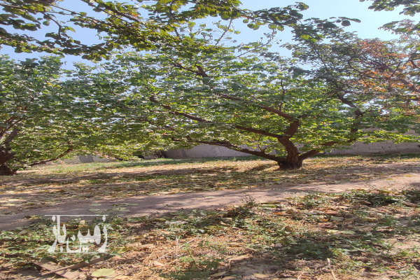 باغچه ۳۰۰ متری دهکده خوشنام ۳۰۰ متر-2