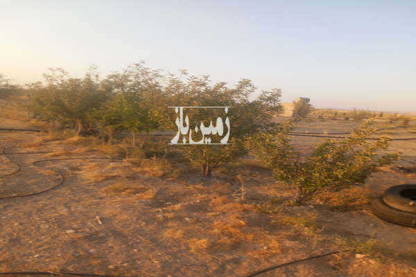 زمین مزرعه ۱۰هزار متر فارس صفاشهر-2