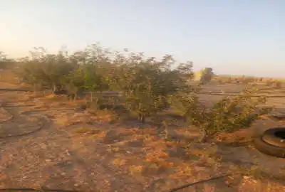 زمین مزرعه ۱۰هزار متر فارس صفاشهر