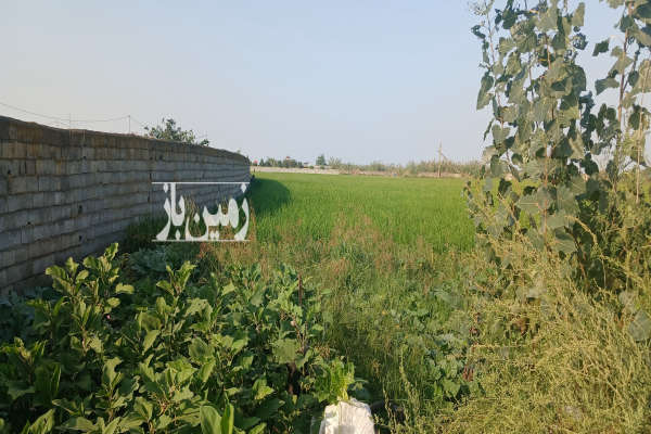 زمین کشاورزی ۸۴۴۱ متر کمربندی امیرکلا-4