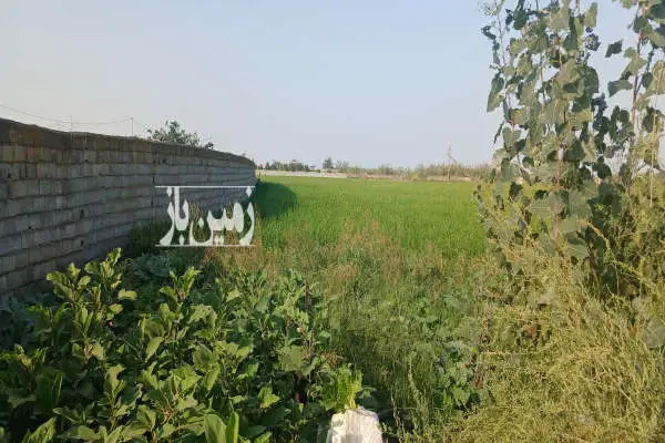 زمین کشاورزی ۸۴۴۱ متر کمربندی امیرکلا - تصویر 4