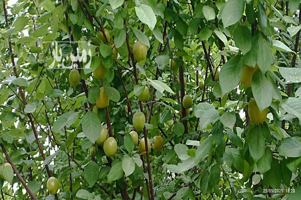 باغچه پاکدشت شریف آباد روستای قرمز تپه ۴۵۰ متر-4