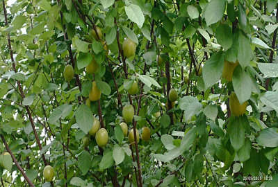 باغچه پاکدشت شریف آباد روستای قرمز تپه ۴۵۰ متر