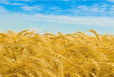 سه قطعه زمین ده هکتاری روستای برمکان سند دار