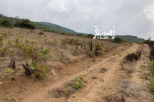 زمین باغی در روستای ییلاقی ولیکبن دودانگه ۱۰۰۰ متر-4