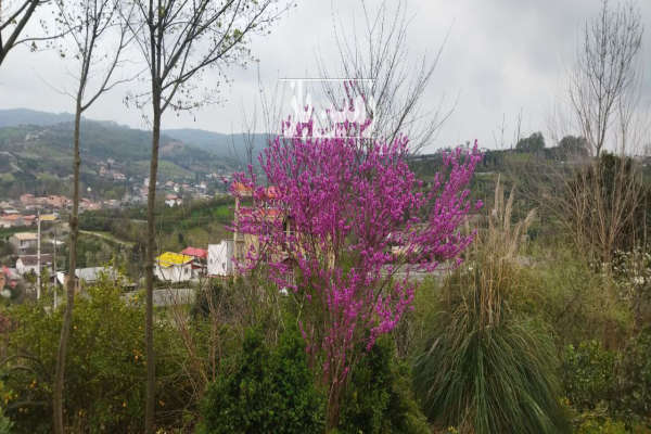 زمین مسکونی قائمشهر خیابان تهران روستای واسکس ۱۰۰۰ متر-2