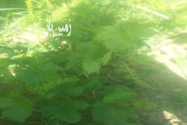 باغ انگور ومیوه استخردار خرم دره باغات خلیفه لو ۶۲۰۰ متر-1