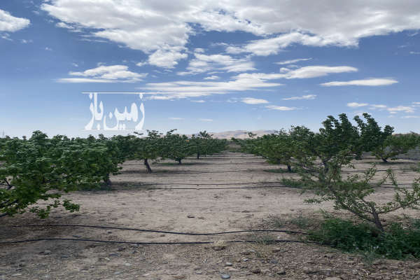 باغ ۱۰۰۰ متری ۱۰ ساله شهرستان شاهرود روستای دهخیر-1
