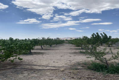 باغ ۱۰۰۰ متری ۱۰ ساله شهرستان شاهرود روستای دهخیر