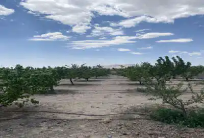 باغ ۱۰۰۰ متری ۱۰ ساله شهرستان شاهرود روستای دهخیر
