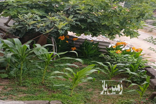 باغ ۴۲۰ متر همراه بنا زیراب خیابان شهید اسماعیلی-3