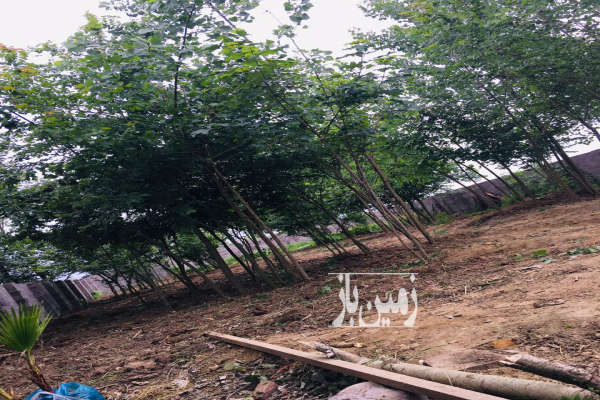زمین مسکونی روستای پس ویشه ۹۵۲ متر-3