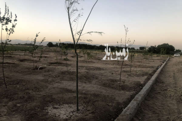 باغ واقع در ترپاق تپه از توابع بکه شهریار ۵۰۰ متر-4