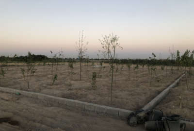 باغ واقع در ترپاق تپه از توابع بکه شهریار ۵۰۰ متر