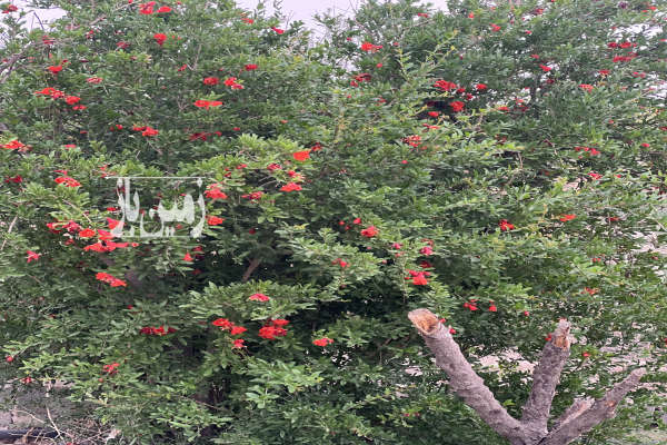 زمین باغی یوسف رضا قلعه گبری ۶۰۰ متر-1