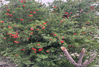 زمین باغی یوسف رضا قلعه گبری ۶۰۰ متر