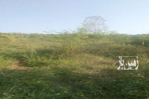 زمین باغی در روستای سارو ۶۵۰ متر-1