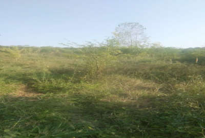 زمین باغی در روستای سارو ۶۵۰ متر