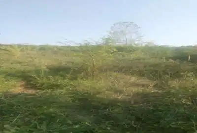 زمین باغی در روستای سارو ۶۵۰ متر