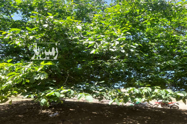باغ انگور جاده داسداران ۱۷۳۰ متر-1