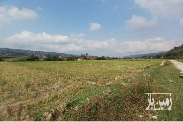 زمین شالیزاری ۱۵۰۰ متر جاده کیاسر ساری روستای گرمستان-3