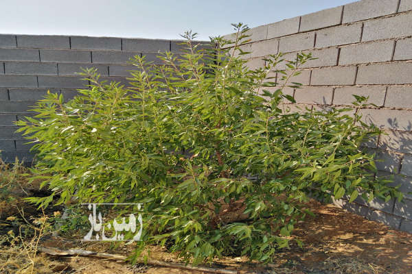 زمین باغ شهری کودیان ۱۰۰۰ متر-3