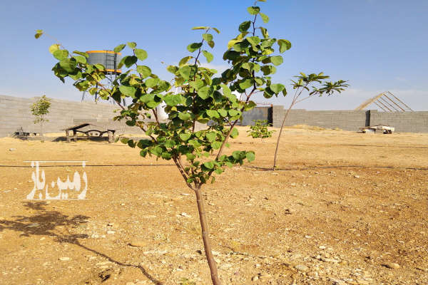 زمین باغ شهری کودیان ۱۰۰۰ متر-4