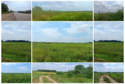 زمین شالیزار سنتی با بنای کلنگی ۱۵۰۰۰۰ متر