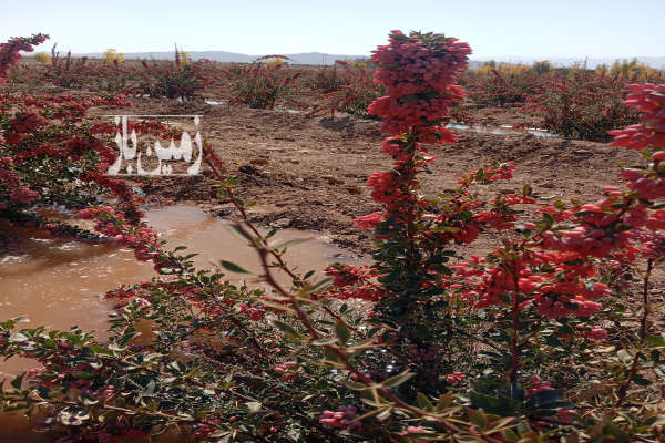 زمین کشاورزی بعد مزرعه آفتاب ۲۰۰۰ متر-1