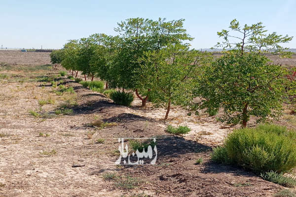 زمین کشاورزی بعد مزرعه آفتاب ۲۰۰۰ متر-2