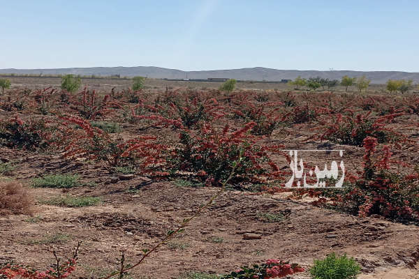 زمین کشاورزی بعد مزرعه آفتاب ۲۰۰۰ متر-3